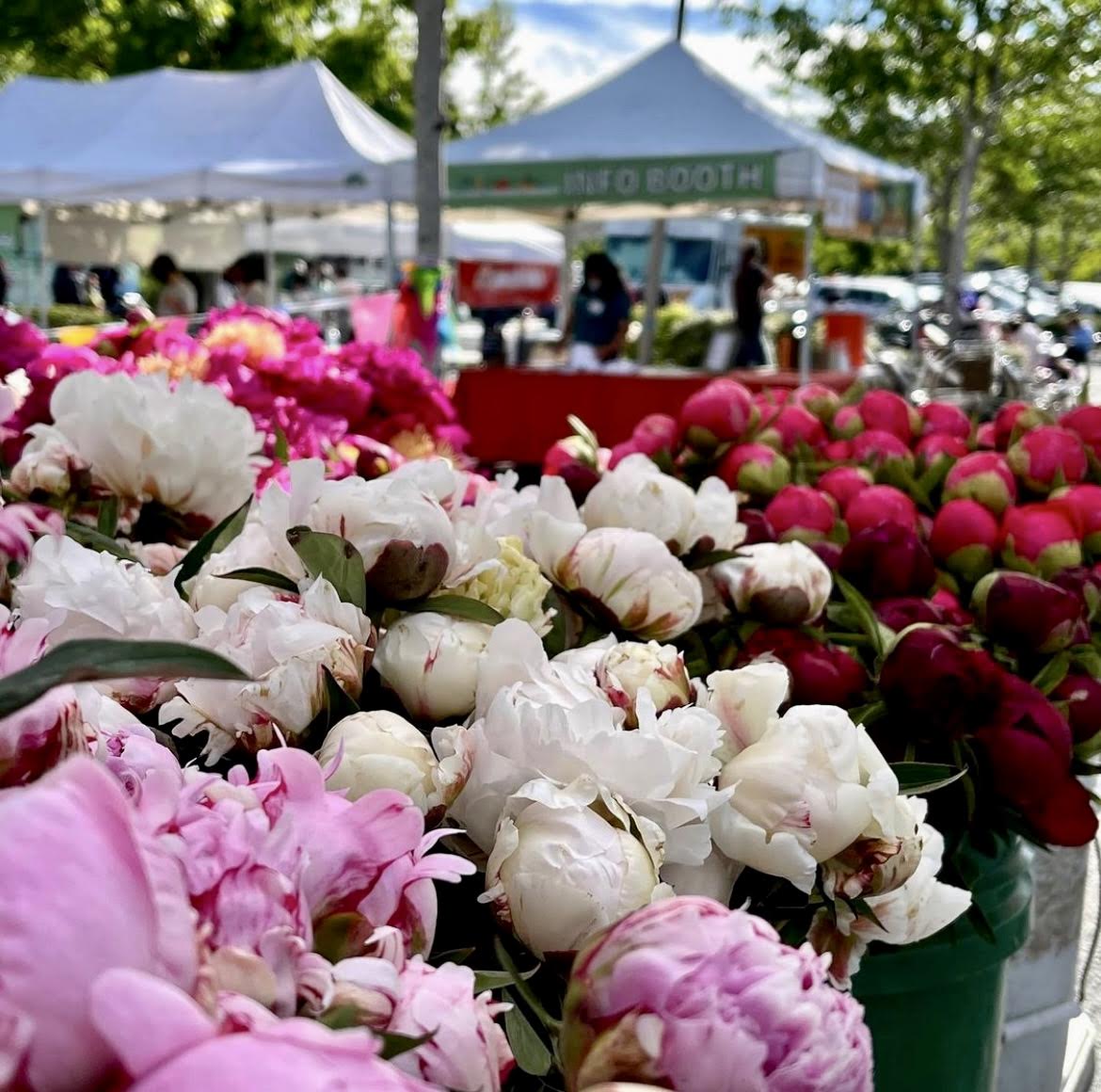 Bellevue Farmers Market to Open May 12