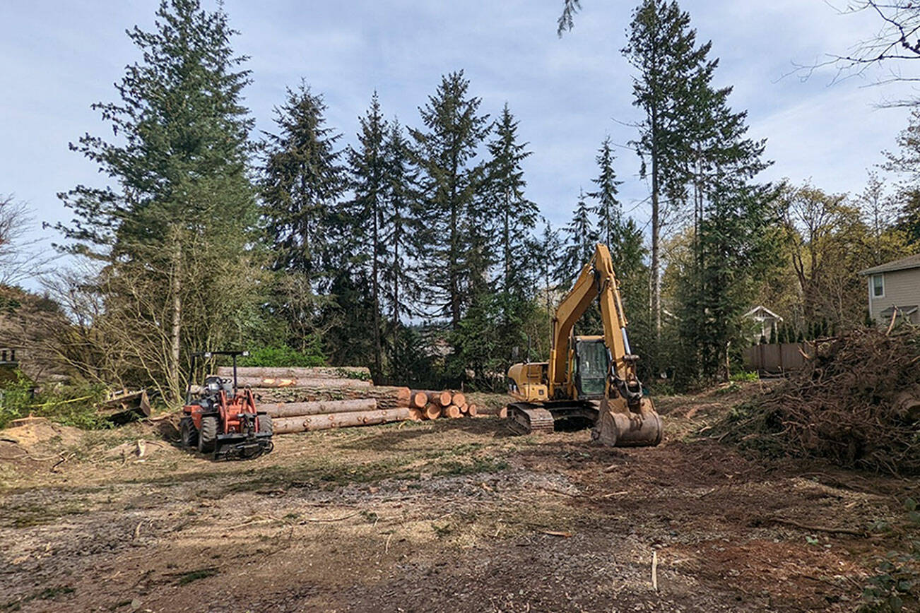 Bellevue native ‘disappointed’ over lack of tree protections after major tree removal